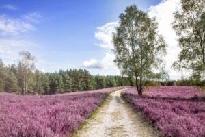 Heideblüte in der Lüneburger Heide bei Amelinghausen